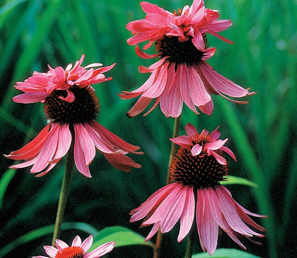 Echinacea purpurea 'Doubledecker', Echinacea 'Doubledecker', Coneflower 'Doubledecker', Pink coneflower, Pink coneflowers, Pink Echinacea